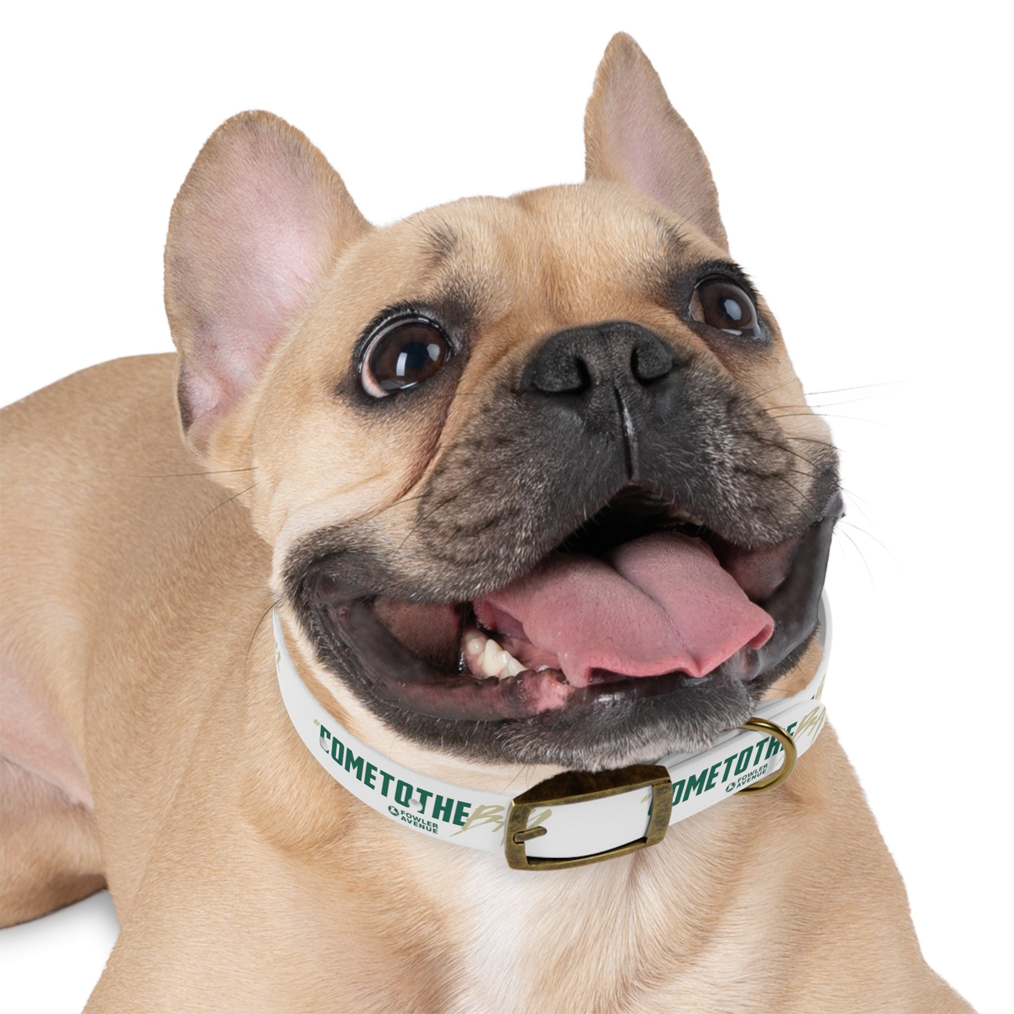 Come to The Bay Dog Collar